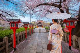 japan cherry blossom